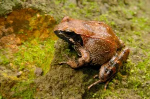 Frog Wildlife Photography Prints: Frog