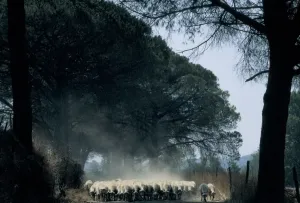 Fauna Images Prints: Sheep