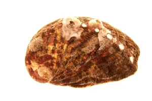 Invertebrate Animal Pictures Prints: Shell