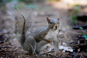 Prints of Squirrel Marka Prints: Squirrel Print (Horizontal) Artwork