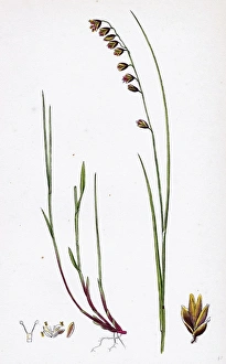 Melica nutans, Nodding Melic-grass Melica nutans, Nodding Melic-grass