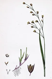 Melica uniflora, Wood Melic-grass Melica uniflora, Wood Melic-grass