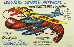 Mellows Lobsters Airplane. Ca. 1948, Lobsters Shipped Anywhere from Gloucester Mellows Lobsters Airplane. Ca. 1948, Lobsters Shipped Anywhere from Gloucester