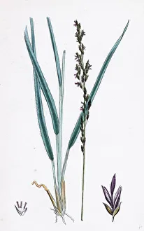 Molinia caerulea, Purple Melic-grass Molinia caerulea, Purple Melic-grass