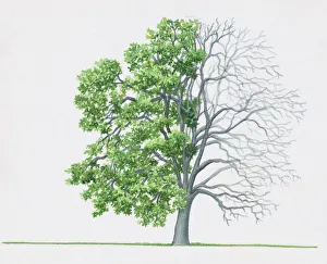 Mongolian Lime (Tilia mongolica) Mongolian Lime (Tilia mongolica)