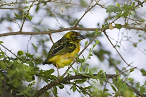 Northern masked weaver (Ploceus taeniopterus) in trees around Lake Baringo, Rift Valley Northern masked weaver (Ploceus taeniopterus) in trees around Lake Baringo, Rift Valley