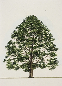 Nothofagus solandri (Black beech) Nothofagus solandri (Black beech)