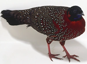 Side overhead view of a Satyr Tragopan, with distinctive, spotted plumage Side overhead view of a Satyr Tragopan, with distinctive, spotted plumage