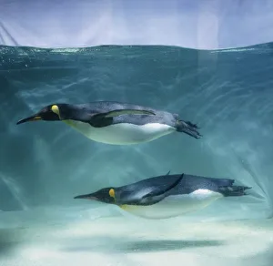 Pair of King penguins (Aptenodytes patagonicus) swimming together, side view Pair of King penguins (Aptenodytes patagonicus) swimming together, side view