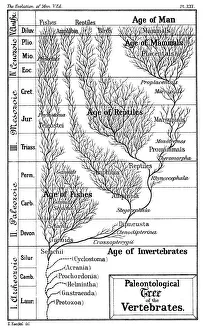 Paleontological tree of vertebrates Paleontological tree of vertebrates
