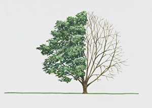 Phellodendron amurense (Amur cork tree) Phellodendron amurense (Amur cork tree)