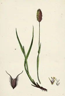Phleum alpinum, Alpine Timothy-grass Phleum alpinum, Alpine Timothy-grass