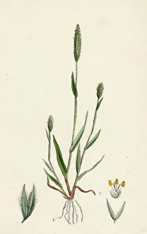 Phleum arenarium, Sand Timothy-grass Phleum arenarium, Sand Timothy-grass