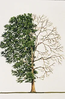 Platanus occidentalis (American sycamore) Platanus occidentalis (American sycamore)