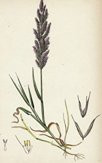 Polypogon littoralis, Perennial Beard-grass Polypogon littoralis, Perennial Beard-grass