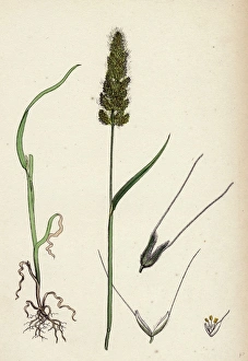 Polypogon Monspeliensis, Annual Beard-grass Polypogon Monspeliensis, Annual Beard-grass