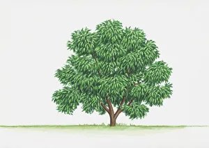 Prunus lusitanica (Portugal laurel) Prunus lusitanica (Portugal laurel)