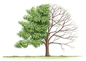 Prunus x yedoensis (Yoshino cherry) Prunus x yedoensis (Yoshino cherry)
