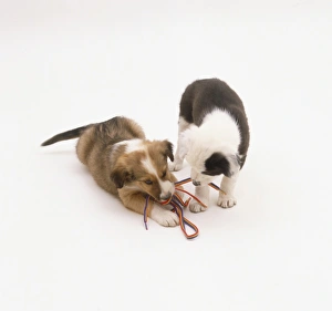 Two puppies playing with, and chewing, shoe lace Two puppies playing with, and chewing, shoe lace