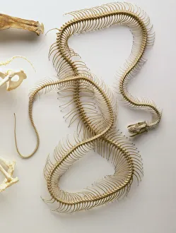 Python skeleton, skull with lower jaw dropped, backbone entire length of body Python skeleton, skull with lower jaw dropped, backbone entire length of body
