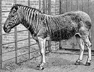 Quagga, London ZOO Quagga, London ZOO