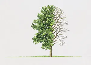 Quercus canariensis (Algerian oak) Quercus canariensis (Algerian oak)