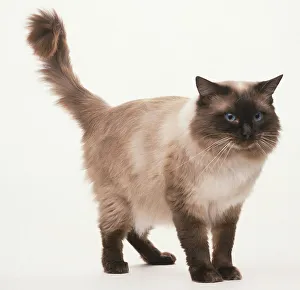A Ragdoll cat standing up with blue eyes and cream fur with dark brown points A Ragdoll cat standing up with blue eyes and cream fur with dark brown points