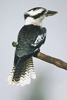 Rear view of a Laughing Kookaburra (Dacelo novaguineae), perching on a branch Rear view of a Laughing Kookaburra (Dacelo novaguineae), perching on a branch