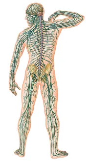 Rear view of Male Body with Major Nerves Superimposed Rear view of Male Body with Major Nerves Superimposed