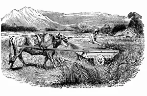 Reconstruction of Ancient Roman reaping cart Reconstruction of Ancient Roman reaping cart