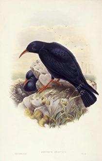 Red-billed chough (Pyrrhocorax pyrrhocorax), Engraving by John Gould Red-billed chough (Pyrrhocorax pyrrhocorax), Engraving by John Gould