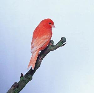 Passeriformes Species Prints: Red factor canary - side view