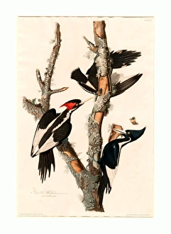 Robert Havell After John James Audubon Robert Havell After John James Audubon