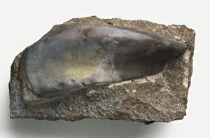 Sandalodus, Or Rabbitfish': Upper tooth plate Sandalodus, Or Rabbitfish': Upper tooth plate
