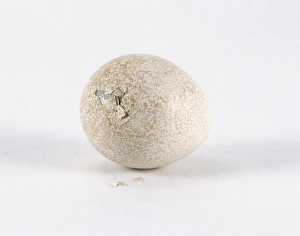 Scaled quail or Blue quail (Callipepla squamata) still inside egg, cracks showing Scaled quail or Blue quail (Callipepla squamata) still inside egg, cracks showing