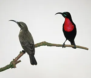 Ornithology Wildlife Photos Prints: Scarlet chested variable sunbird