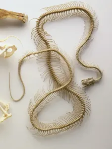 Science And Technology Prints: Python Skeleton Print: Detailed Anatomical Model