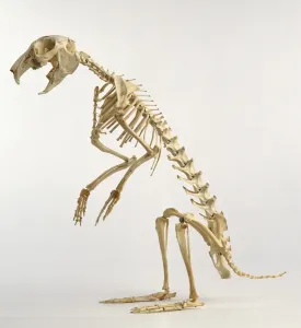 Studio Shot Prints: Hare Skeleton Print