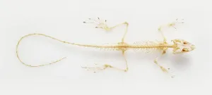 Studio Shot Lizard Prints: Lizard skeleton