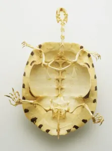 Zoology Images Prints: Below bottom view of the whole skeleton of a turtle with thin bones inside a thick protective shell