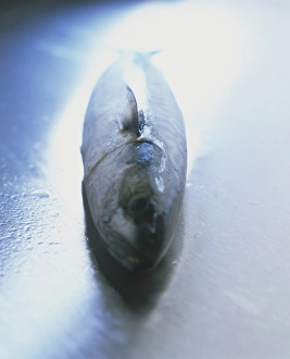 Scombridae, whole raw Horse Mackerel, front view Scombridae, whole raw Horse Mackerel, front view