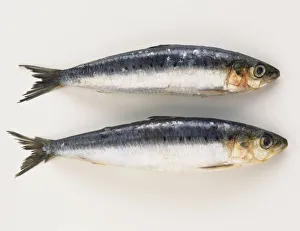 Scombridae, two raw Mackerels, side view Scombridae, two raw Mackerels, side view