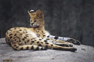 Serval cat lying on a rock with its head up with the spotted coat pattern clearly visible Serval cat lying on a rock with its head up with the spotted coat pattern clearly visible