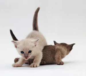 Siamese Kittens Prints: Siamese kittens playing