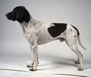 Animal Kingdom Collection: A slender black and white old Danish pointer dog with spotted and speckled flanks, on all fours
