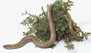 Anguidae Collection: Slow Worm, tough scaled skin, long thin body, slithering in flowers