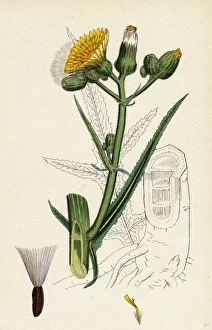 Sonchus palustris, Marsh Sow-thistle Sonchus palustris, Marsh Sow-thistle