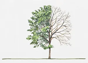 Sorbus latifolia (Service tree of Fontainebleau) Sorbus latifolia (Service tree of Fontainebleau)