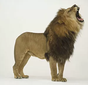 Animal Kingdom Collection: Standing Lion (Panthera leo) roaring, side view