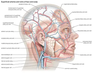 Superficial arteries and veins of the face and scalp Superficial arteries and veins of the face and scalp